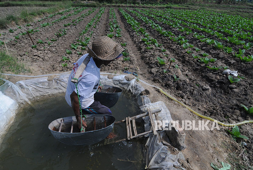 Petani mengambil air dari penampungan buatan saat akan menyiram tanaman tembakau di Desa Mondung, Galis, Pamekasan, Jawa Timur. 