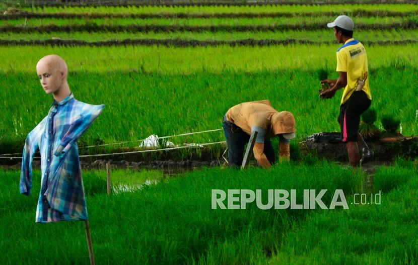 Petani mengambil bibit padi yang akan ditanam di persawahan Kecamatan Somba Opu, Kabupaten Gowa, Sulawesi Selatan, Senin (4/1/2021). Kementerian Pertanian menargetkan produksi padi pada 2021 sebesar 63,50 juta ton dibandingkan pada 2020 hanya sebesar 59,15 juta ton dengan total pagu anggaran yang dialokasikan sebanyak Rp.18,43 triliun.
