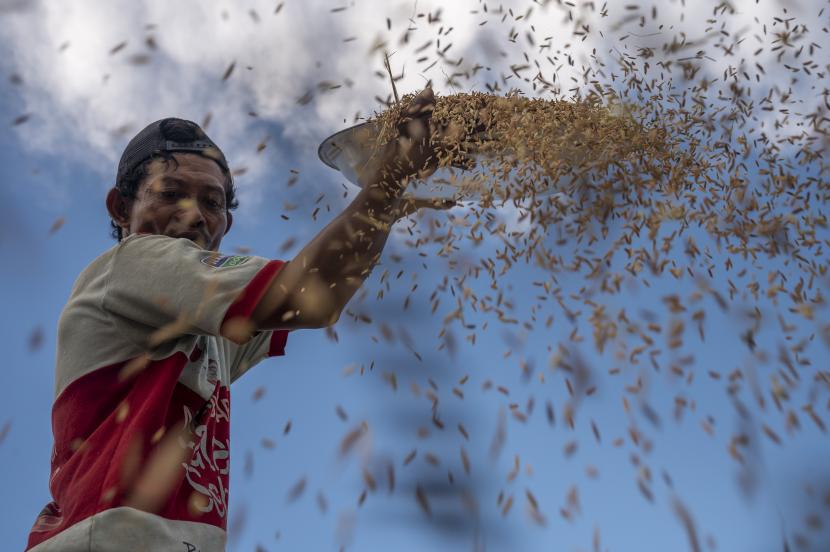 Petani menganginkan gabah yang baru dipanennya di Kelurahan Pengawu, Palu, Sulawesi Tengah, Jumat (26/2). Kementerian Pertanian menyatakan, menjaga produksi padi secara nasional ke depan. 