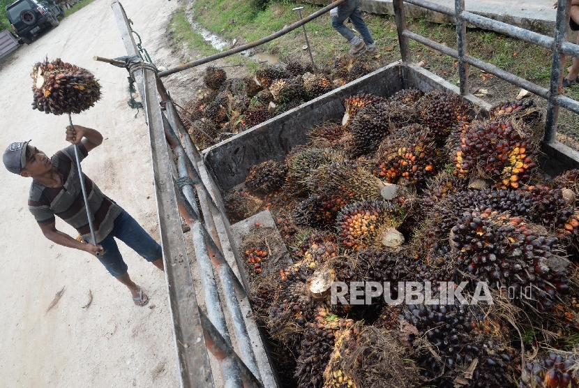Petani mengangkat kelapa sawit ke dalam pick up untuk dibawa ke pengepul di Kampung Sidodadi, Kab. Siak, Riau, Kamis (10/11).