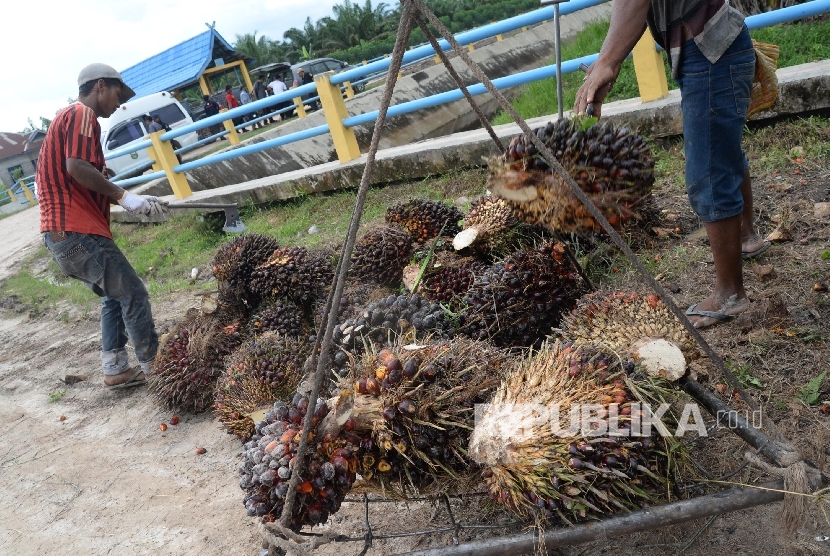Petani mengangkat kelapa sawit ke dalam pick up.