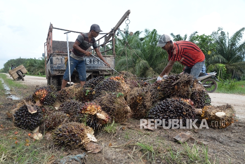 Petani mengangkat kelapa sawit ke dalam pick up untuk dibawa ke pengepul di Kampung Sidodadi, Kab. Siak, Riau, Kamis (10/11).