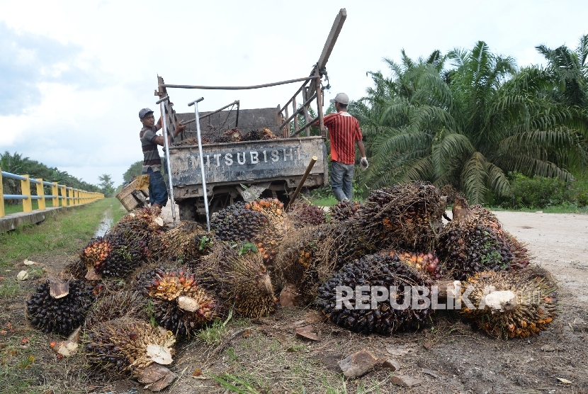 Petani mengangkat kelapa sawit ke dalam pick up untuk dibawa ke pengepul di Kampung Sidodadi, Kab. Siak, Riau, Kamis (10/11).