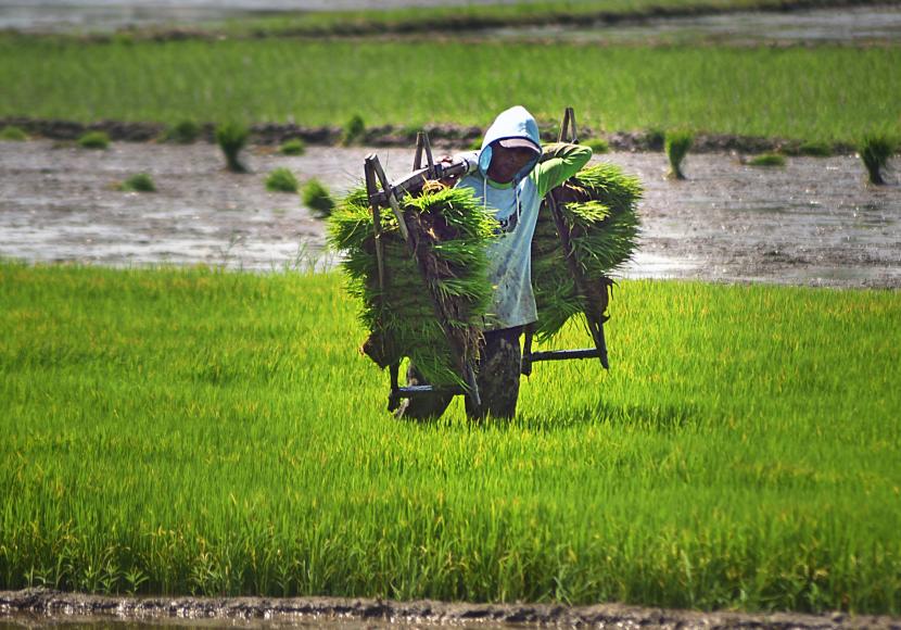 Petani mengangkut benih padi di Kawasan Tasikardi, Kramatwatu, Serang, Banten.