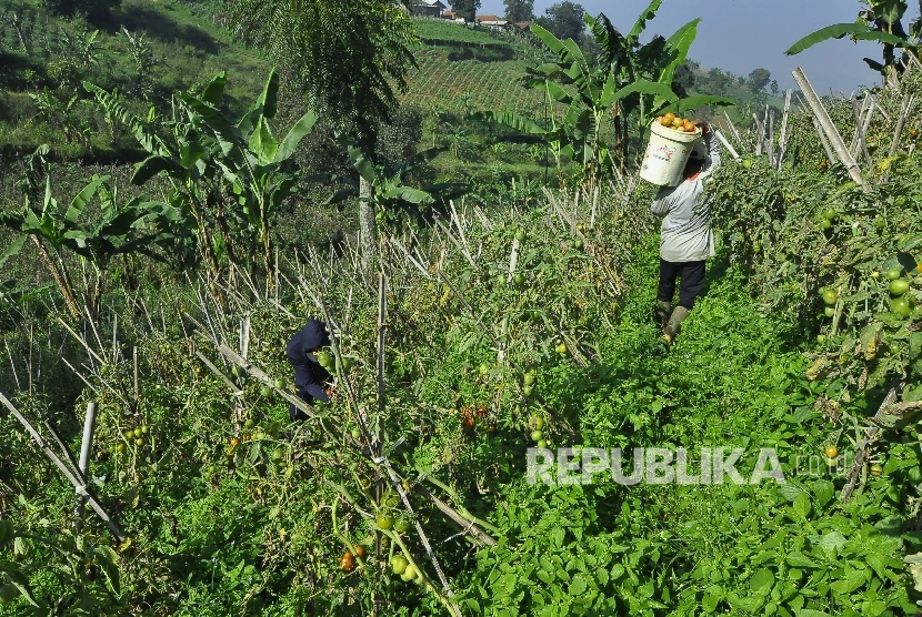 Petani mengangkut buah tomat saat panen di lahan pertaniannya di Kampung Pasir Pogor, Desa Sukarsaluyu, Kecamatan Cimenyan, Kabupaten Bandung, Selasa (16/5). 