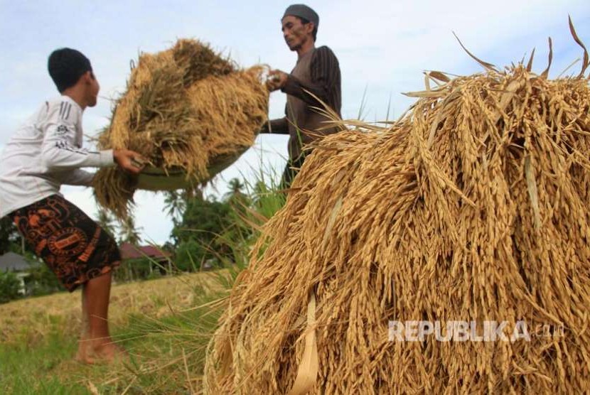 Petani mengangkut padi saat panen di area persawahan Desa Pasi Jambu, Kecamatan Kaway XVI, Aceh Barat, Aceh, Senin (27/8). Menurut petani setempat, produksi padi pada musim panen tahun ini rata-rata turun sekitar 40 persen dari musim panen sebelumnya akibat pengaruh musim kemarau.