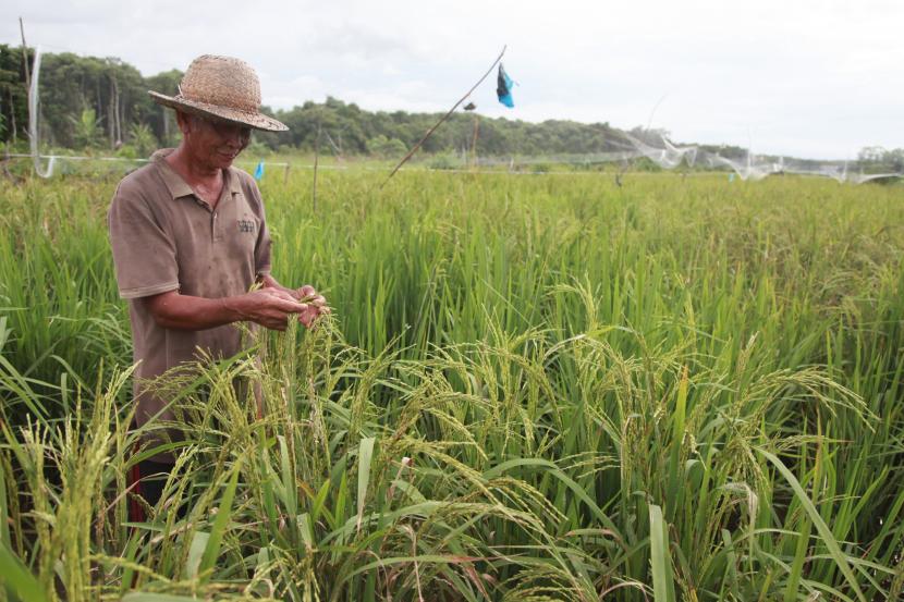 Seorang petani memeriksa padi rawa di areal ekstentifikasi lahan sawah (ilustrasi).