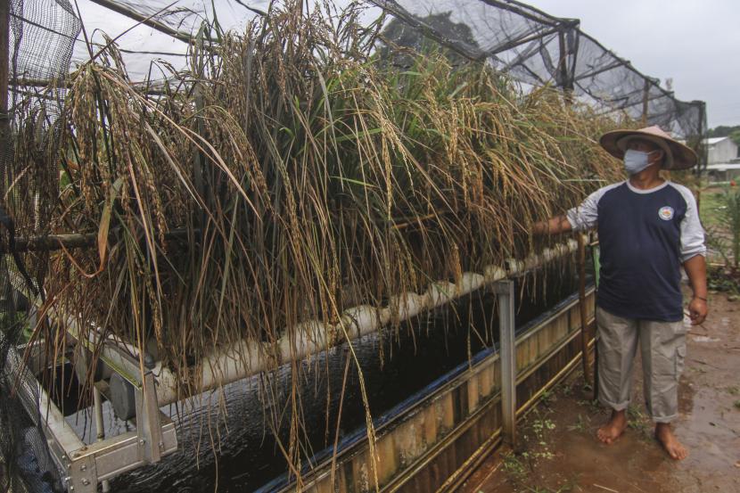 Petani mengecek padi yang ditanam dengan dengan sistem hidroganik dengan memanfaatkan lahan kosong atau lahan tidur (ilustrasi)