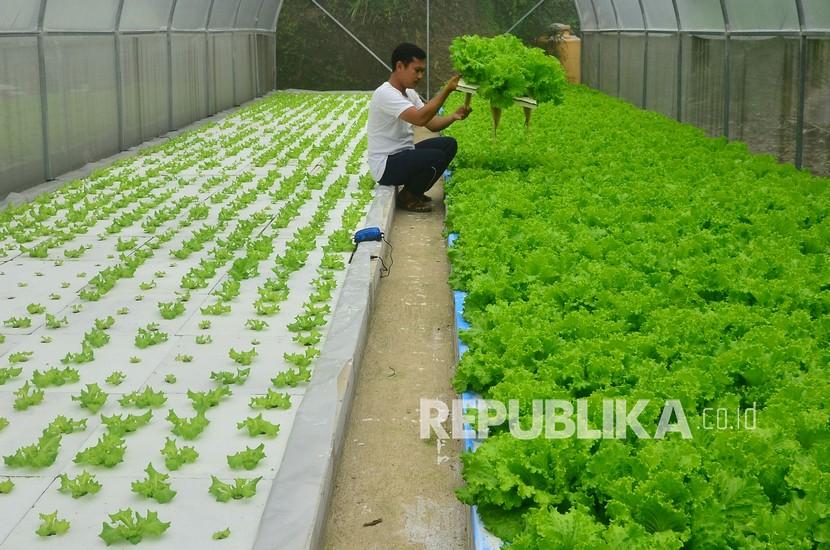 Petani mengecek pertumbuhan sayur selada di Dusun Kambangan, Gebog, Kudus, Jawa Tengah, Sabtu (23/1). Menteri Pertanian, Syahrul Yasin Limpo, menuturkan, usaha sektor pertanian menjadi pilihan utama masyarakat selama masa pandemi Covid-19. Hal itu terlihat dari meningkatnya tenaga kerja pertanian sejak tahun lalu.