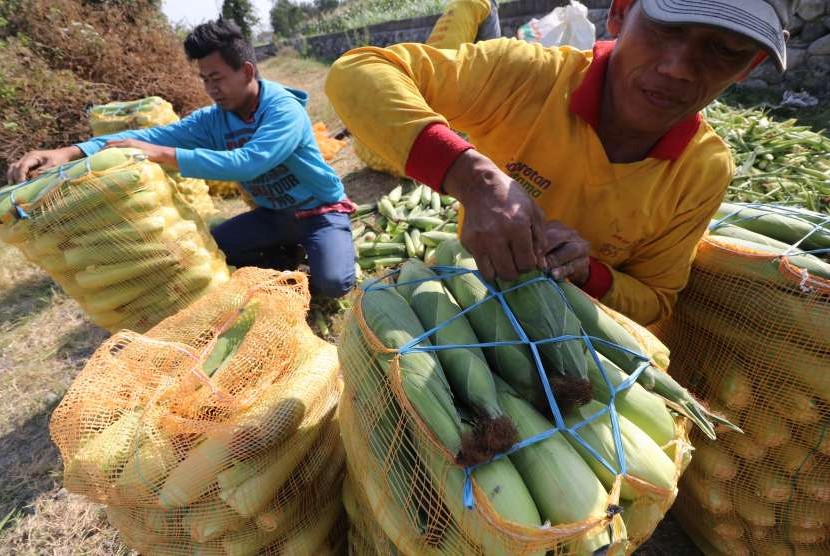 Petani mengemas jagung manis ke dalam karung usai dipanen di area pertanian Desa Paron, Kediri, Jawa Timur, Rabu (12/9).