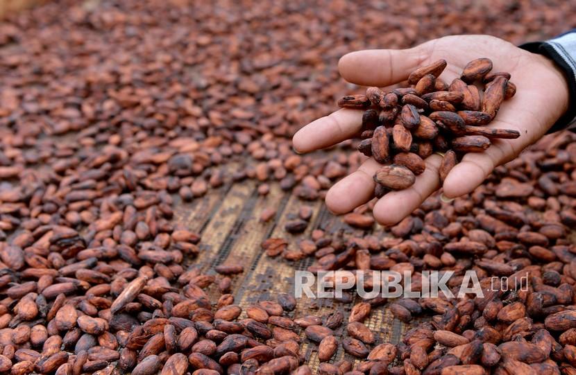 Petani mengeringkan biji kakao yang telah difermentasi (ilustrasi). Pemkab Tanggamus terus mengembangkan kakao sebagai komoditas unggulan, menyusul pengembangan kopi di daerah setempat.