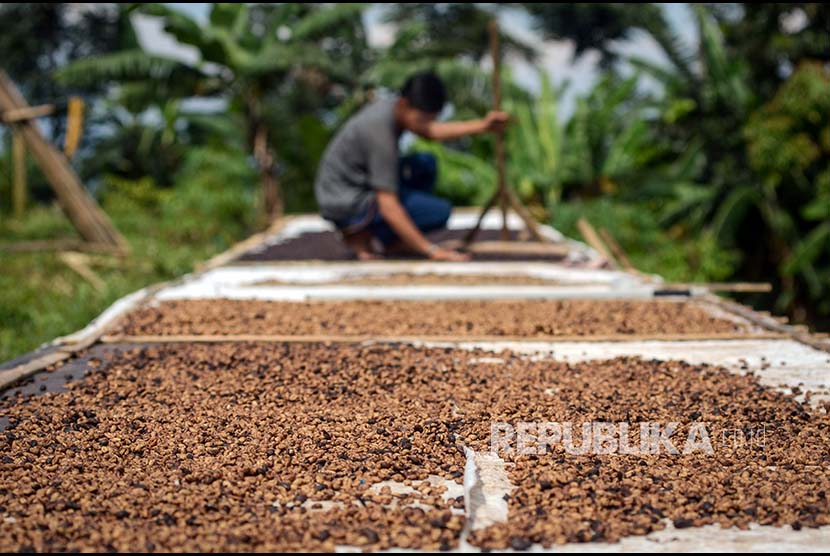 Petani mengeringkan biji kopi arabika. ilustrasi