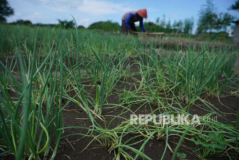 Petani menggarap ladang di Bantul, DIY (ilustrasi)