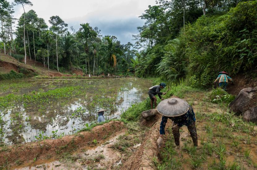 Petani menggarap lahan sawahnya di Leuwidamar, Lebak, Banten. Petani Lebak menanam padi untuk menggenjot produksi pangan.