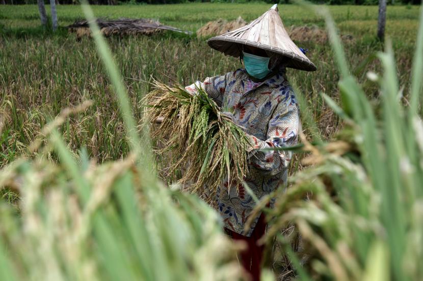 Petani menggunakan masker sebagai upaya mencegah penularan virus Corona (COVID-19) saat memanen padi. Ilustrasi