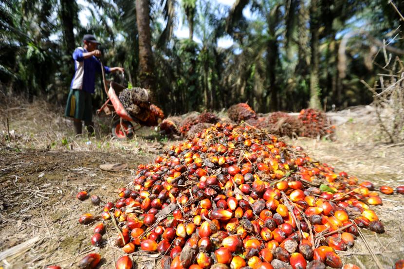 Petani mengumpulkan buah sawit hasil panen di perkebunan Mesuji Raya, Ogan Komering Ilir, Sumatera Selatan, Senin (9/5/2022).Gabungan Pengusaha Kelapa Sawit Indonesia (GAPKI) berharap larangan ekspor minyak kelapa sawit atau crude palm oil (CPO) dan produk-produk turunannya tidak berlangsung lama, karena akan mempengaruhi keseluruhan ekosistem industri sawit nasional. 
