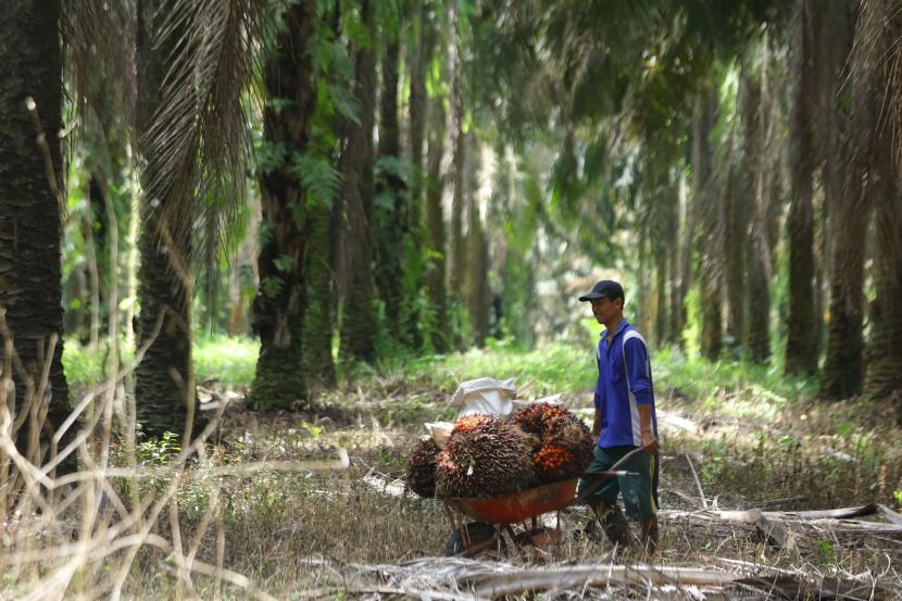 Petani mengumpulkan buah sawit hasil panen di perkebunan Mesuji Raya, Ogan Komering Ilir, Sumatera Selatan.