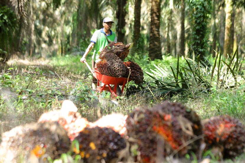 Petani mengumpulkan buah sawit hasil panen di perkebunan.