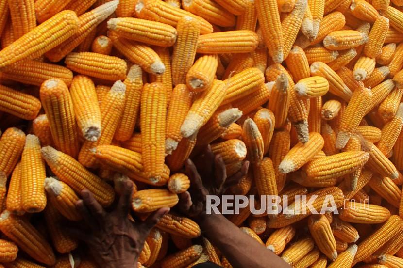 Petani mengumpulkan hasil panen jagung di Desa Pattopakang, Kabupaten Takalar, Sulawesi Selatan, Sabtu (12/2/2022). Sebuah kargo yang membawa lebih dari 71.000 ton jagung Ukraina selesai dimuat di pelabuhan Constanta, Laut Hitam Rumania, pada Kamis (28/4/2022).