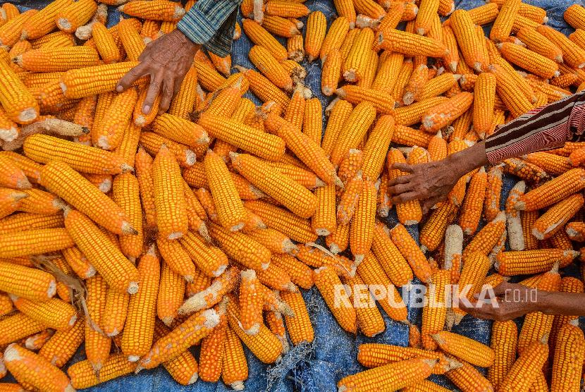 Petani mengumpulkan hasil panen jagung yang sudah dikeringkan di Desa Handap Herang, Kabupaten Ciamis, Jawa Barat, Jumat (2/8).
