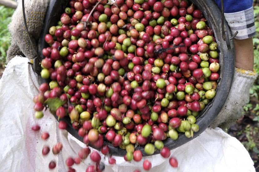 Petani mengumpulkan hasil panen kopi Robusta. ilustrasi