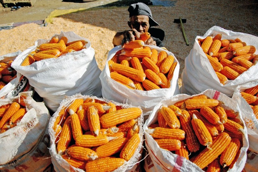 Petani mengumpulkan jagung hasil panen di Desa Sokkolia, Kabupaten Gowa, Sulawesi Selatan, Kamis (25/7/2019). 