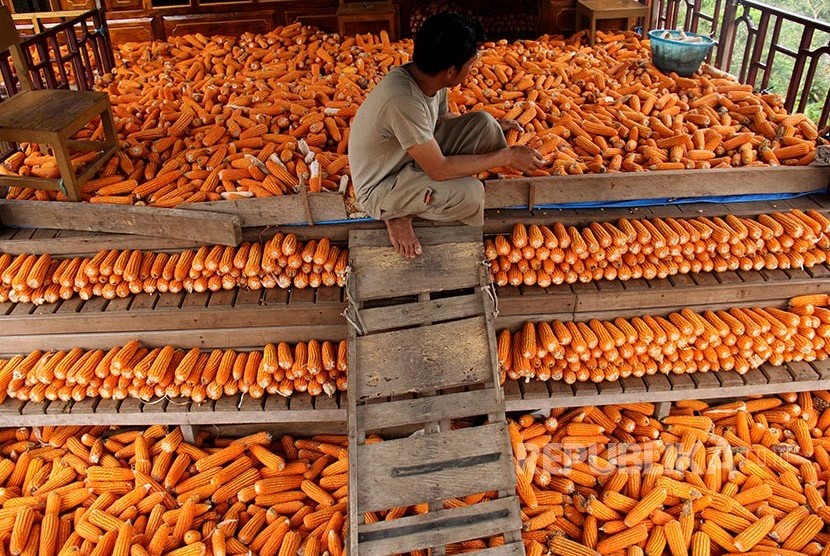 Petani mengumpulkan jagung hasil panennya yang akan menjadi bahan pakan ternak ayam.