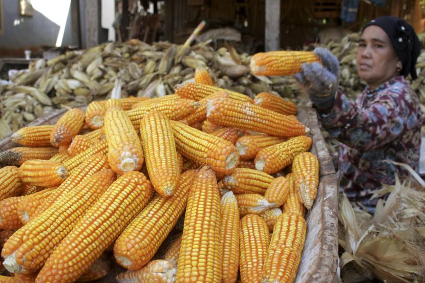 Petani mengumpulkan jagung untuk dijemur di Pattallassang, Kabupaten Gowa, Sulawesi Selatan, Senin (9/8/2021). Petani setempat mengatakan harga jual jagung di tingkat petani naik dari Rp3.000 menjadi Rp5.000 per kilogram akibat minimnya hasil panen di daerah itu.