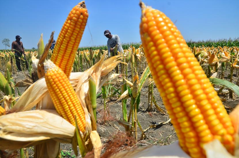 Petani mengupas jagung (ilustrasi). BPS tengah menyiapkan data produksi jagung nasional.