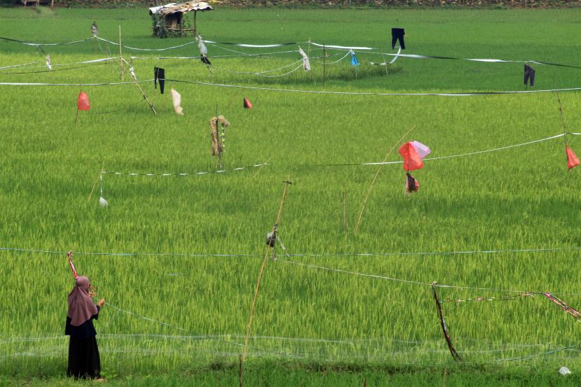 (Ilustrasi) Petani menjaga sawah dari serangan hama burung di kawasan Klapanunggal, Kabupaten Bogor, Jawa Barat, Selasa (7/6/2022). 