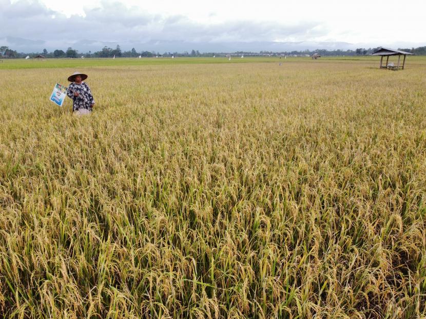 Petani menjaga tanaman padinya dari serangan hama (ilustrasi).