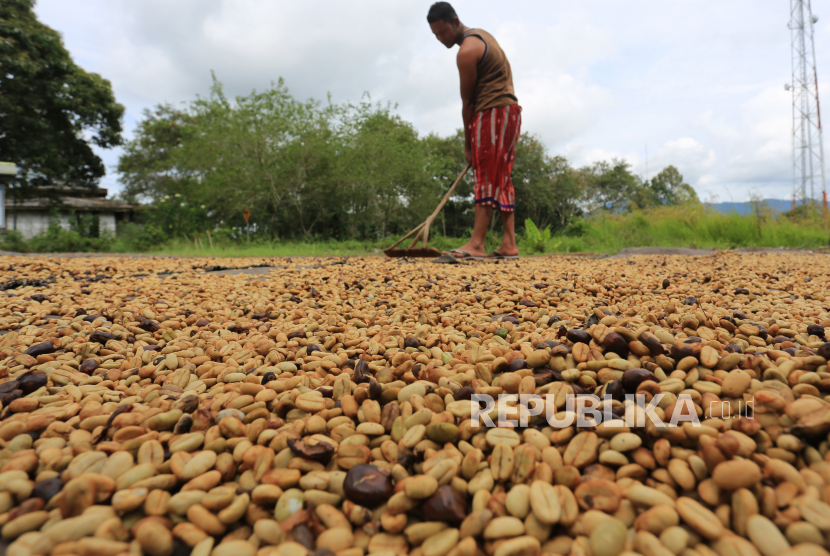 Petani menjemur biji kopi arabika Gayo di Desa Bale Atu, Kecamatan Bukit, Bener Meriah, Aceh. (ilustrasi)