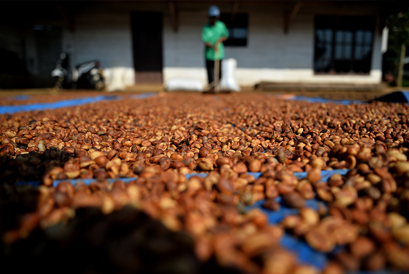 Harga jual biji kopi Rejang Lebong, Bengkulu, masih stabil meski tidak musim panen (Foto: ilustrasi biji kopi)