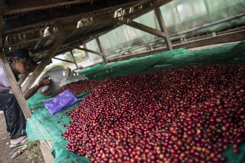 Petani menjemur buah kopi jenis arabika di Puntang Kopi, Banjaran, Kabupaten Bandung, Jawa Barat, (ilustrasi).