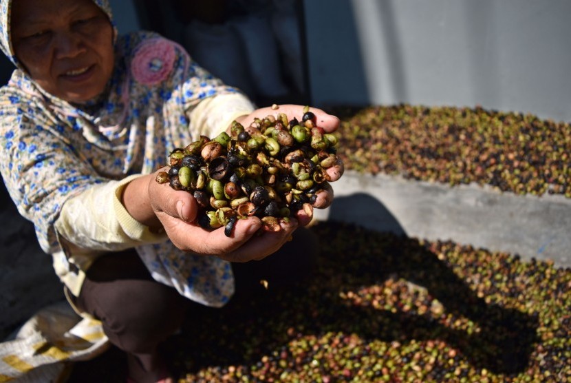 Petani menjemur buah kopi robusta yang belum dipisahkan antara kulit dan bijinya di sentra produksi kopi rakyat Sumowono, Kabupaten Semarang, Jawa Tengah, Selasa (3/7). 