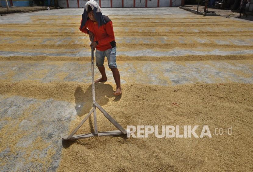 Petani menjemur gabah di area penggilingan padi di Kampung Tasikardi, Kasemen, Serang, Banten, Senin (7/2/2022). Serikat Petani Indonesia (SPI) meminta pemerintah untuk mewaspadai penurunan harga gabah yang mulai terjadi.