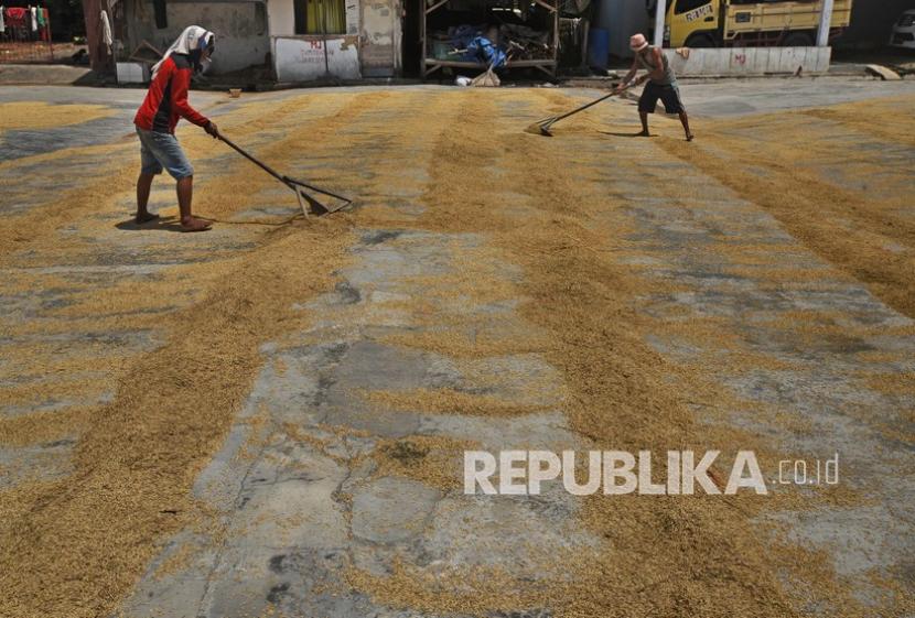 Petani menjemur gabah di area penggilingan padi di Kampung Tasikardi, Kasemen, Serang, Banten, Senin (7/2/2022). Badan Pangan Nasional (NFA) resmi menetapkan batas atas harga acuan gabah maupun beras. 