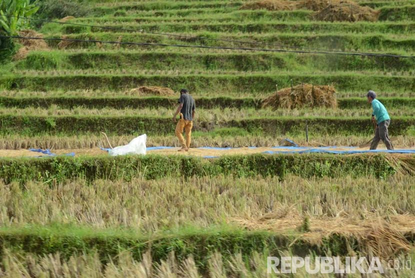 Petani menjemur gabah di daearah Cipatujah, Kabupaten Tasikmalaya, Jawa Barat. (Republika/Edi Yusuf)