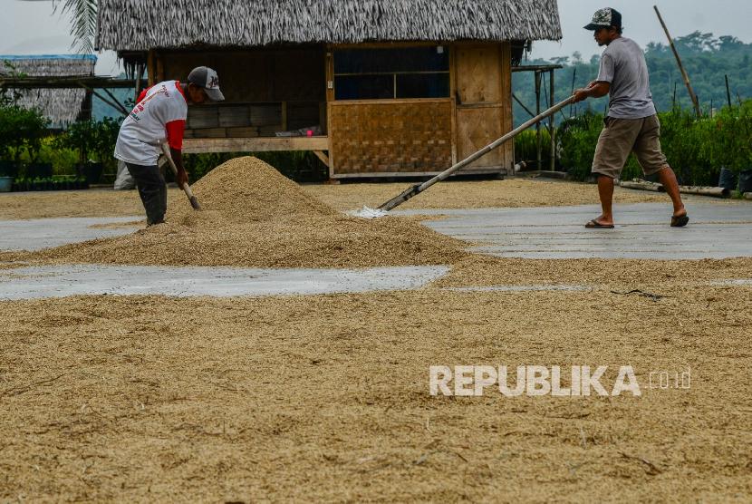 Petani menjemur gabah di Desa Tambak Baya, Lebak, Banten, Senin (16/2). Sementara pada April, diperkirakan akan terjadi puncak musim panen padi dengan produksi gabah mencapai 384.444 ton dan produksi jagung mencapai 17.146 ton.