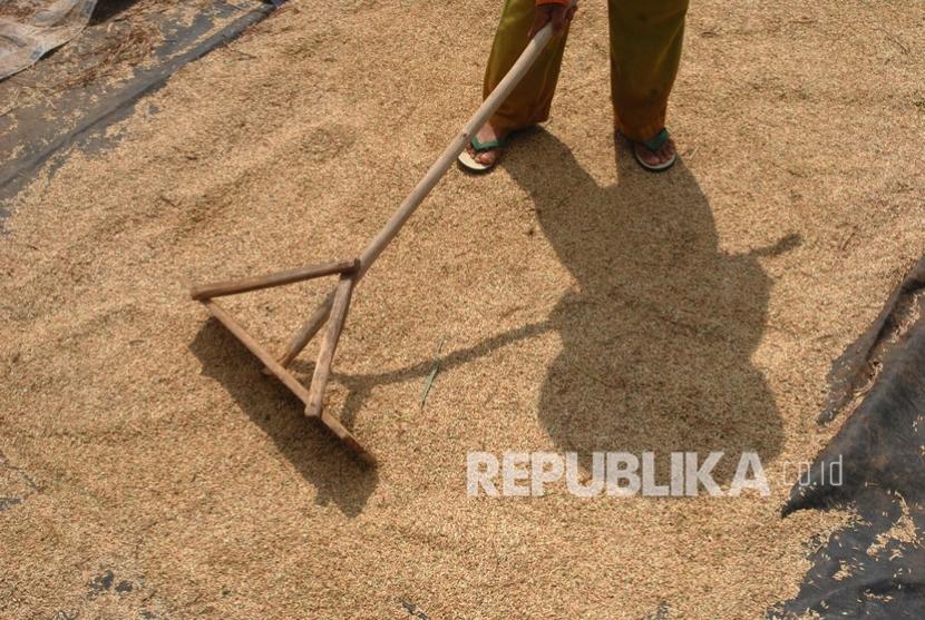Petani menjemur gabah. Komisi II DPRD Jawa Barat mendesak Bulog mempercepat penyerapan gabah petani untuk mengatasi anjloknya harga gabah kering panen di Kabupaten Karawang dan sejumlah daerah di Jawa Barat.