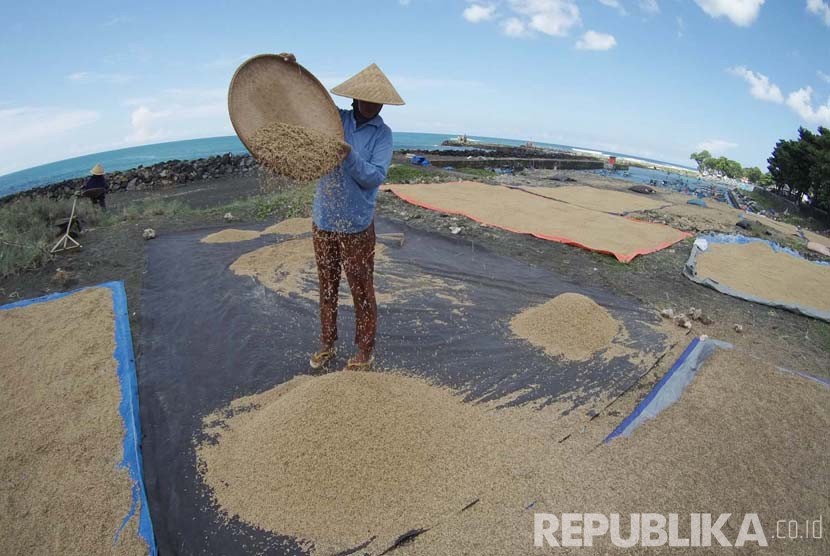 [ilustrasi] Petani menjemur gabah di pantai Pamayangsari, Kabupaten Tasikmalaya. Jawa Barat. (Republika/Edi Yusuf)