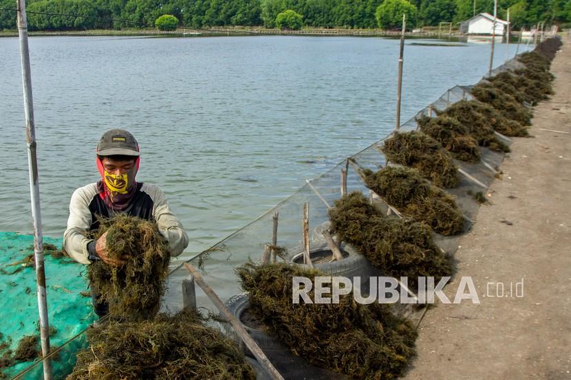 Petani menjemur hasil panen rumput laut di Desa Sedari, Cibuaya, Karawang, Jawa Barat, Ahad (5/9/2021). 