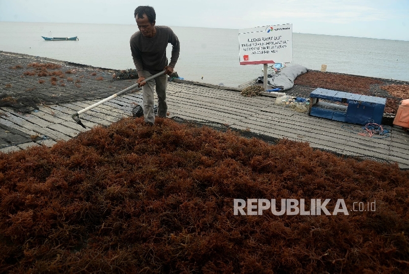  Petani menjemur hasil panen rumput laut di Kelurahan Manggar, Balikpapan, Kaltim, Jumat (15/4). (Republika/Prayogi)