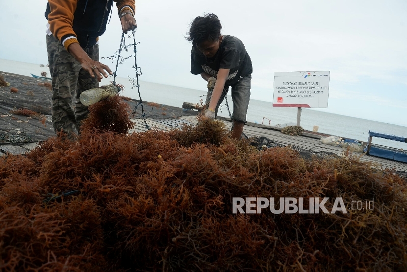  Petani menjemur hasil panen rumput laut (ilustrasi)
