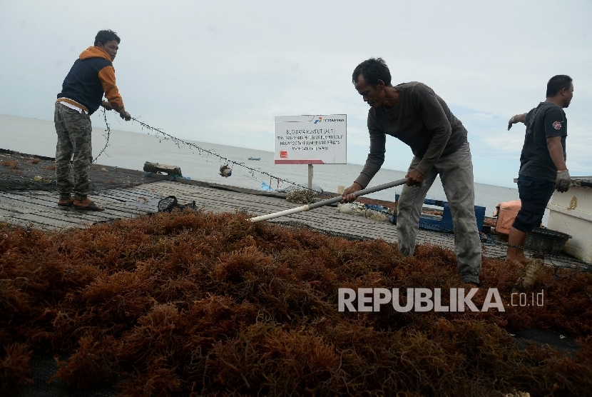 Petani menjemur hasil panen rumput laut di Kelurahan Manggar, Balikpapan, Kaltim, Jumat (15/4). (Republika/Prayogi)