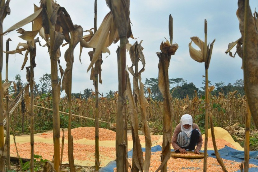 Petani menjemur jagung di Desa Handapherang, Kabupaten Ciamis, Jawa Barat, Selasa (18/7). Menteri Pertanian menargetkan Indonesia bisa swasembada jagung paling lambat tahun 2018.
