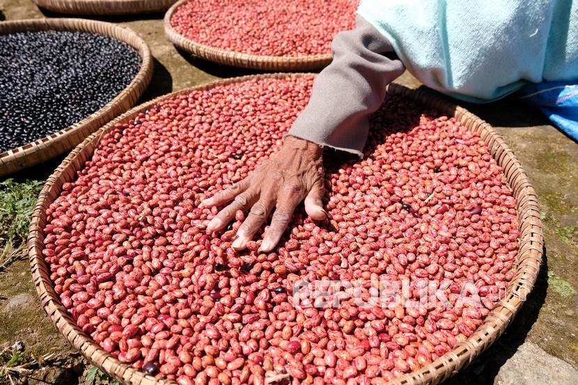 Panen Kacang Merah Di Kawasan Lereng Gunung Prahu Repjogja 7579