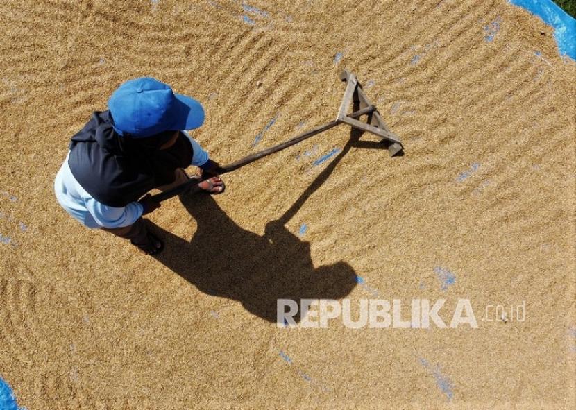 Petani menjemur padi hasil panennya di Kecamatan Ranomeeto, Sulawesi Tenggara, Senin (3/1/2022). Kementan menargetkan produksi padi/gabah tahun 2022 mencapai 55,2 juta ton
