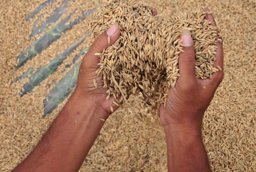 Petani menjemur padi saat panen lebih awal di persawahan Desa Gandasuli, Brebes, Jawa Tengah, Rabu (15/4). (ANTARA/Oky Lukmansyah)