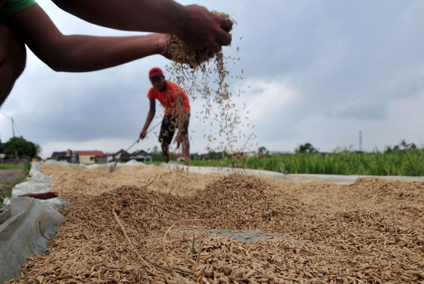 Petani menjemur padi saat panen lebih awal di persawahan Desa Gandasuli, Brebes, Jawa Tengah, Rabu (15/4). (ANTARA/Oky Lukmansyah)